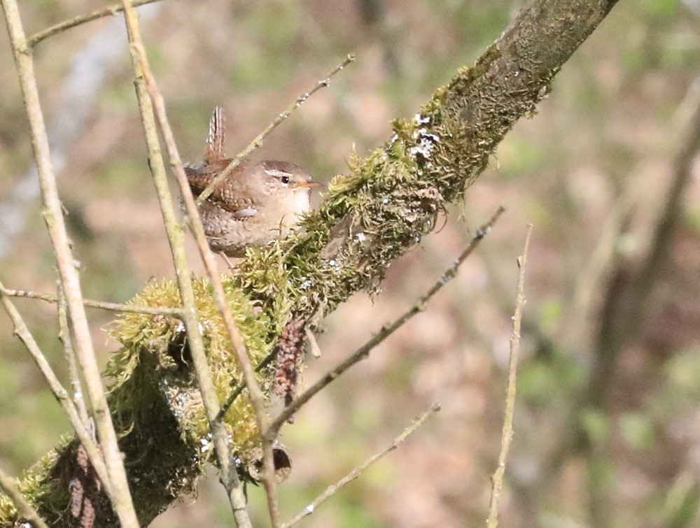Troglodyte mignon